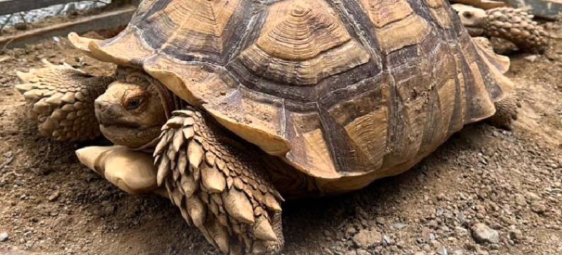 迪纳诺(Dinnano)图片