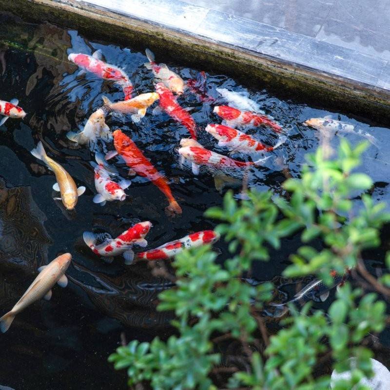 悦·拾柒|赏日照金山·花园咖宿(丽江古城忠义市场店)图片