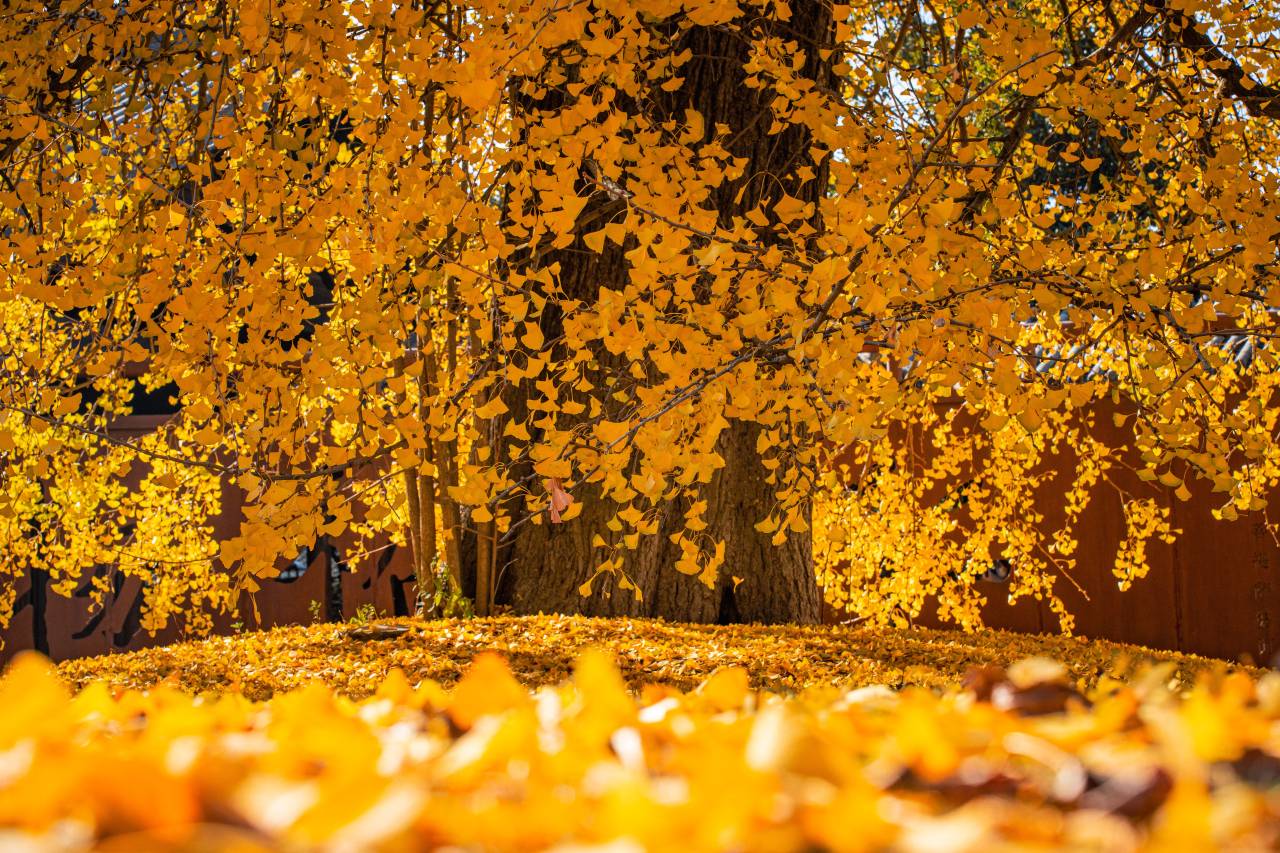 濮院时尚古镇主题客栈图片
