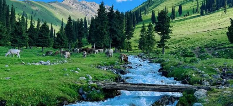 叁野·良栖 Cloudwild聆感森氧°设计概念美宿(昭苏店)图片