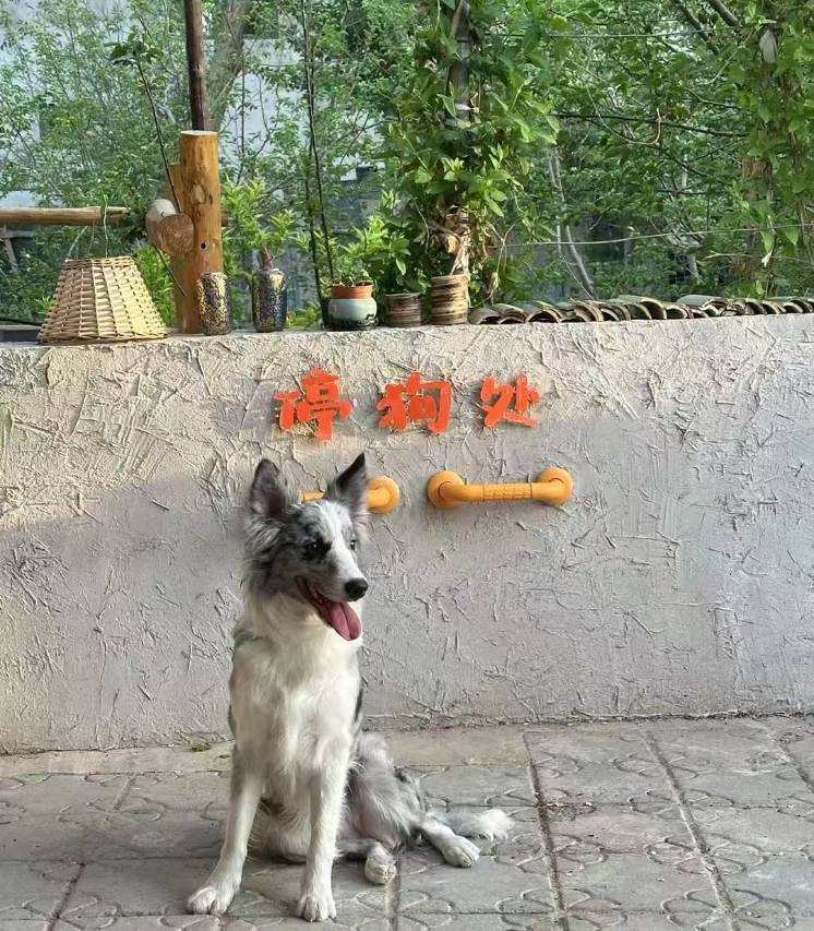 观夏·设计师观景庭院中式园林民宿(沙洲夜市店)图片