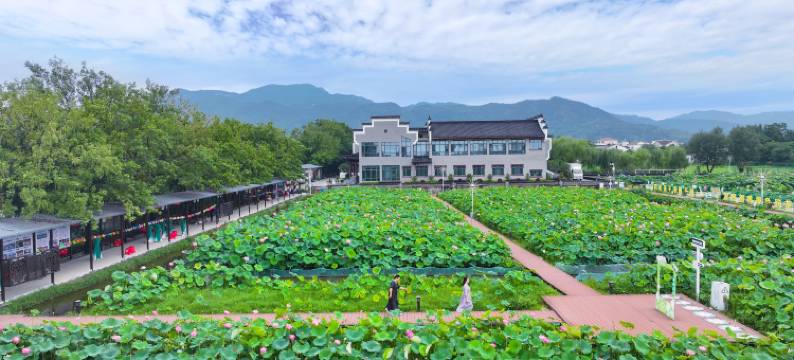 悦荷·百亩荷塘亲子度假民宿图片