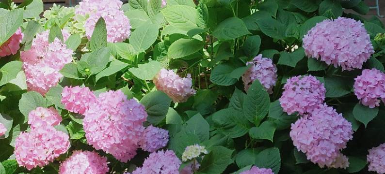 沙溪古镇溪山居客栈图片