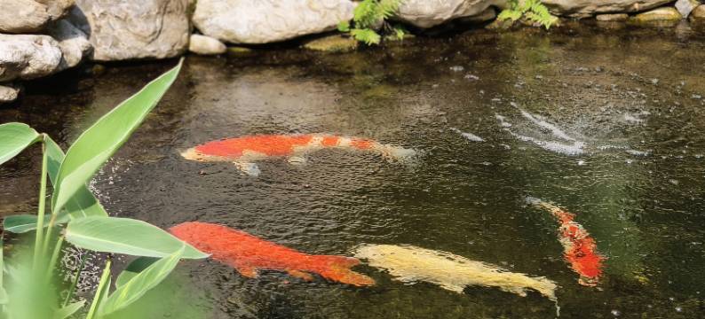 保康蜡梅谷自寨图片