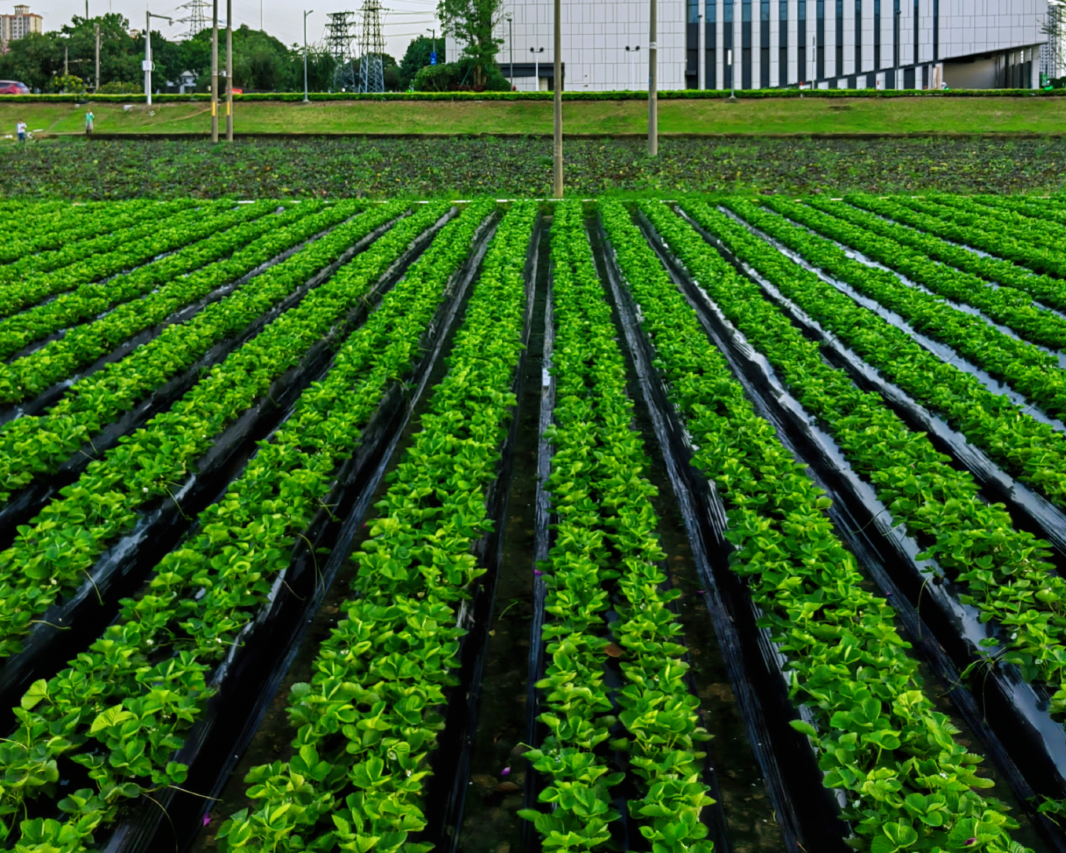 佛山白天鹅采奕酒店图片