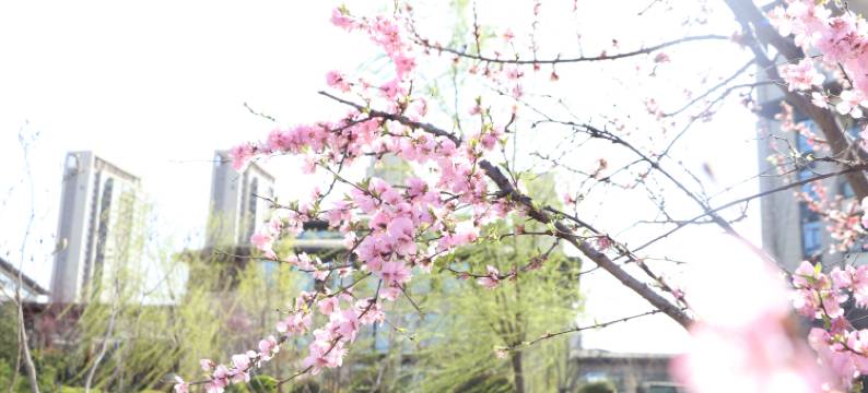 濮阳阿尔卡迪亚酒店(西湖公园店)图片