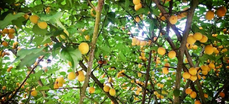 张家界山顶顶民宿图片