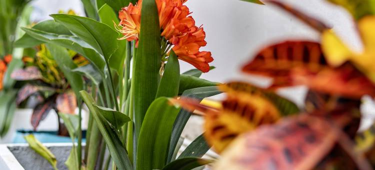 平乐古镇三江有间小院图片