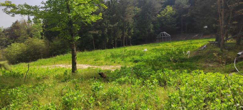 石柱野猪林山庄图片