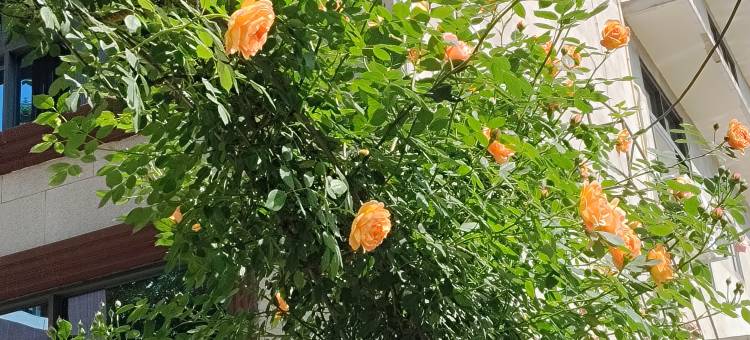 月上花影民宿图片