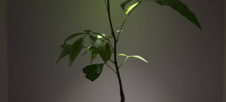 连仁驿站·精品民宿(梁河南甸宣抚司署南甸坊店)图片