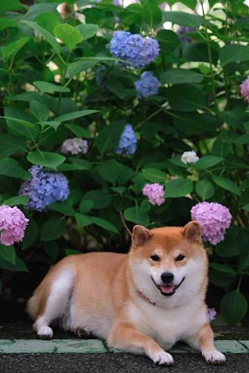 雲山•别院YUN SHAN HOSP ITAL民宿(九寨沟店)图片