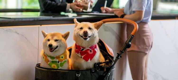 成都东安湖木棉花·凯悦臻选酒店图片