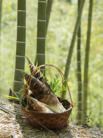 莫干山松筱SONX·环山溯溪野奢美宿图片