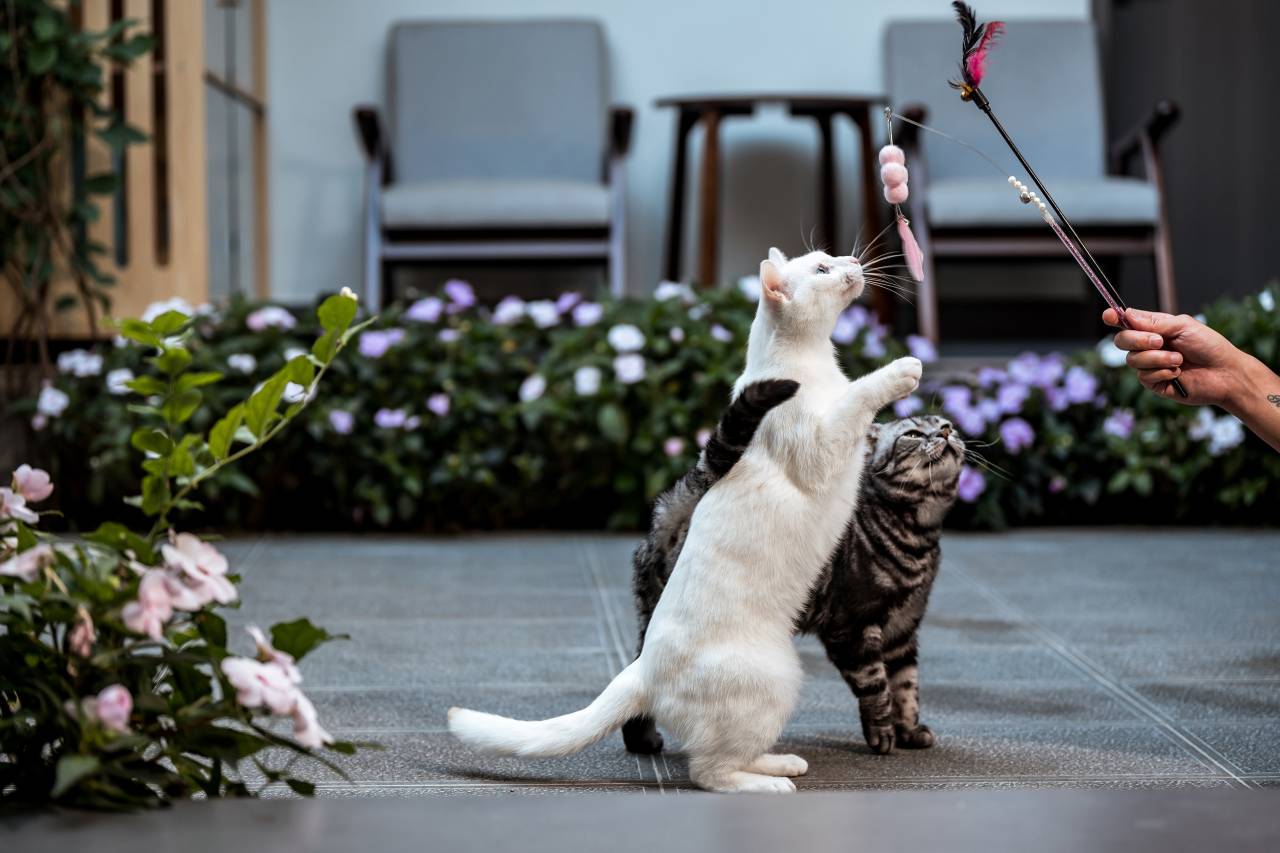 云禾·Holiday Villa｜设计师酒店(大理古城店)图片