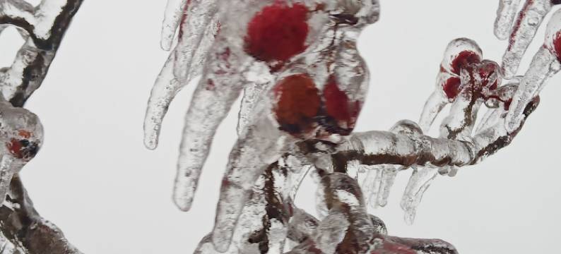 珍宏客栈(雾凇岛景区店)图片