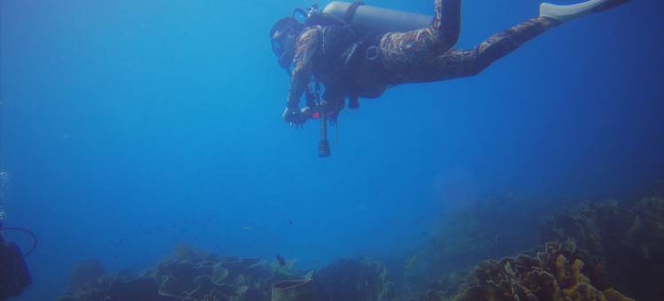 粉红海洋潜水度假村(Pink Ocean Diving Resort Sabang Puerto Galera)图片