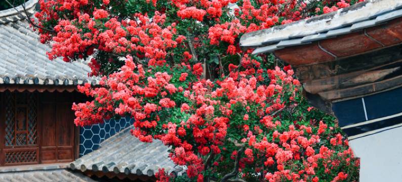 莫问炁舍民宿(黑井古镇店)图片