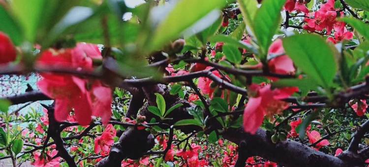 茂县西羌家园酒店图片