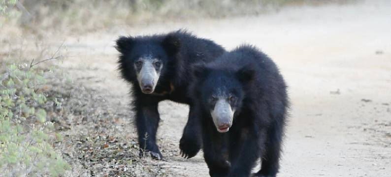 亚拉大型游戏酒店-生态团队(Big Game - Yala By Eco Team)图片