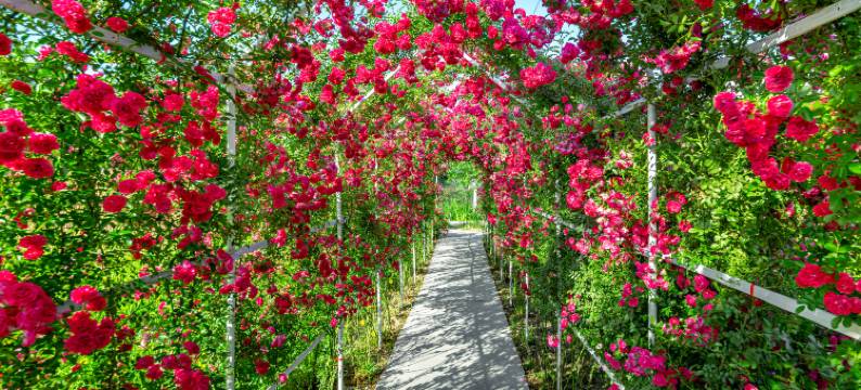 郁园乡野度假村图片