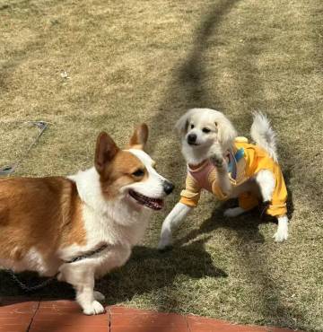 蒙腾商务宾馆(霍城清水河店)图片