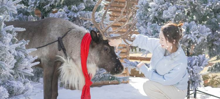 茅山森林世界度假村小熊猫庄园酒店图片
