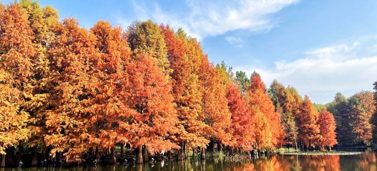 南京维景国际酒店图片