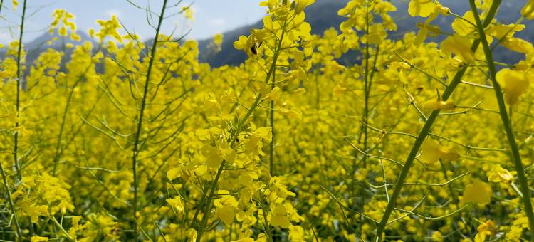 携程度假农庄(福建永泰赤锡店)图片