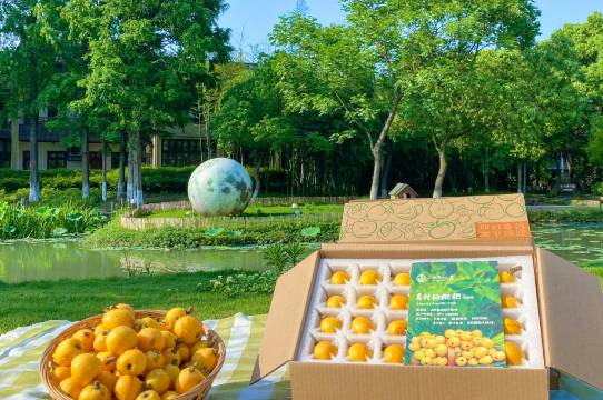 乌镇乌村酒店图片