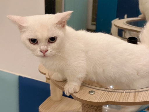 Crowne Plaza Qingdao Ocean Spring Resort Over view