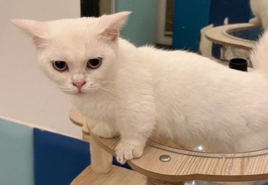 Crowne Plaza Qingdao Ocean Spring Resort Hotel Overview