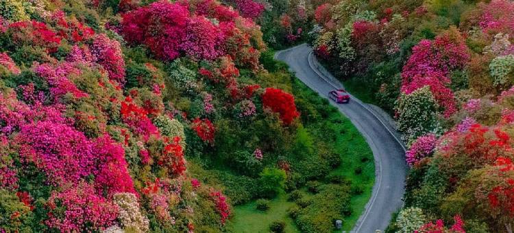 帝雅维客花园酒店(毕节七星关区政府店)图片
