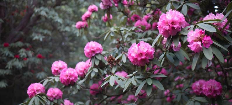 依山半舍·观山|SERENE·PANORAMA 温泉美宿(腾冲和顺古镇店)图片