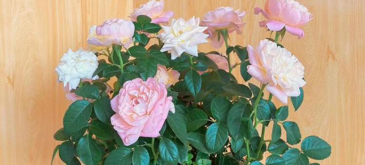 色达星辰酒店图片