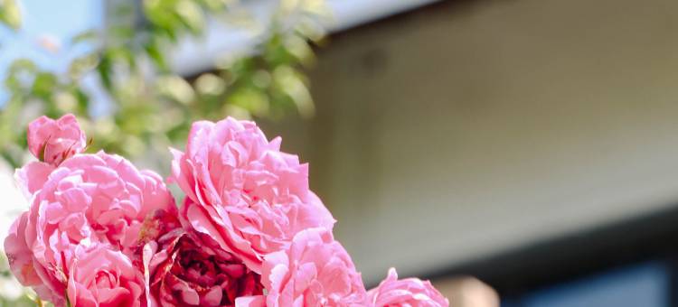 嘉兴芦席汇开元观堂酒店(南湖店)图片