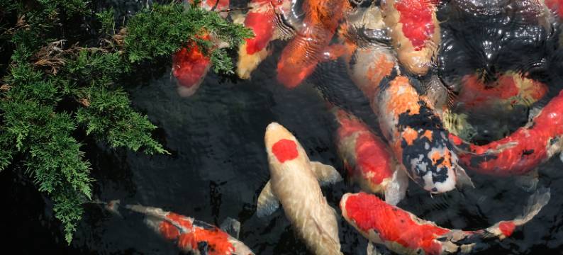 斗牛锦鲤传统文化会馆(Bullfighting and Nishikigoi Traditional Culture Center)图片
