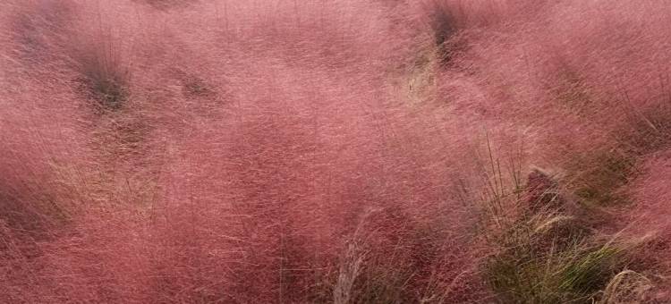杭州漫纯国际酒店(临平区人民政府银泰百货店)图片