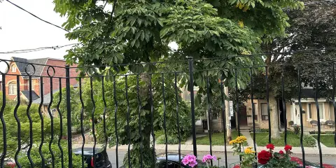 楓林苑小居多倫多市中心免費停車