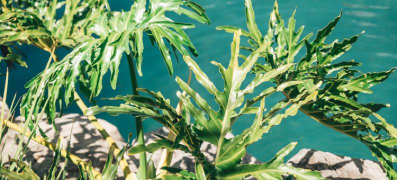 查德豪华宾馆别墅(Villa Chad Luxury Guesthouse)图片