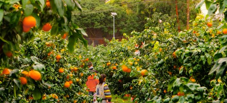 黑龙滩环球融创天堂洲际酒店图片