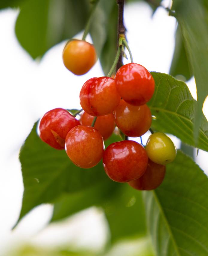 携程度假农庄(张家界缦心联营店)图片