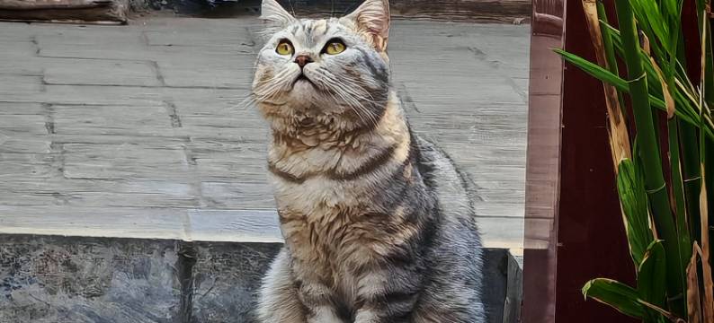 康泰居客栈(平遥古城店)图片