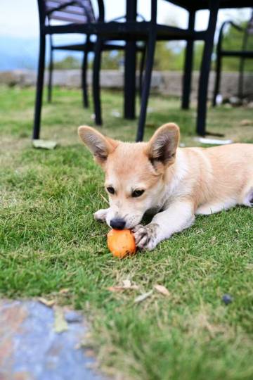 瑶礼·非遗人文·徽州庭院度假美宿图片