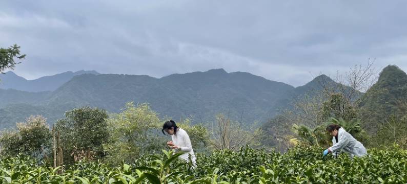 丽水遂昌乐领旗山侠隐图片