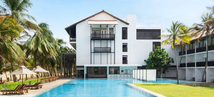 蓝色捷翼(Jetwing Blue)图片