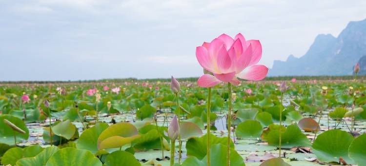 大庄园帕贝莱别墅(Pa Prai Villas and Suites Resort)图片