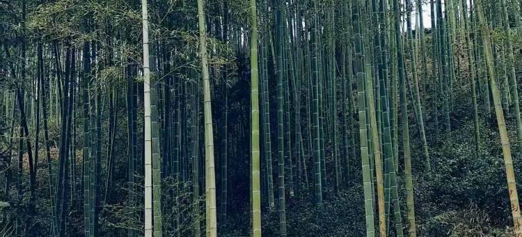 挽风·云岚仙雾Elysium|溯溪观景泳池美宿(天目山漂流店)图片