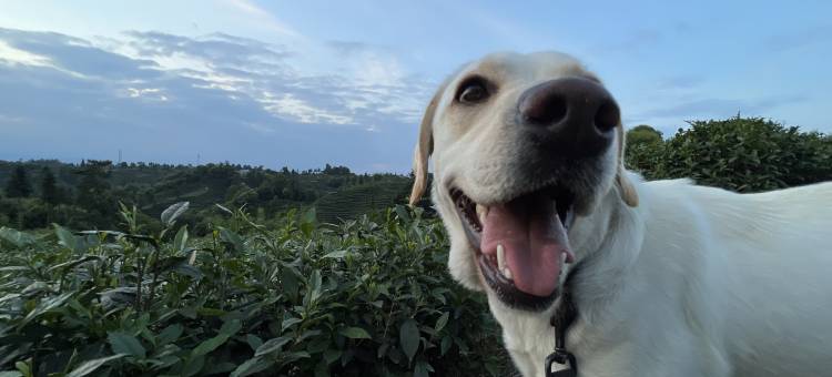 雅安隐庄民宿图片