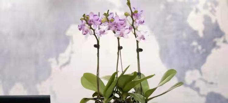 如家派柏·云酒店(青岛杭州路四方长途站店)图片